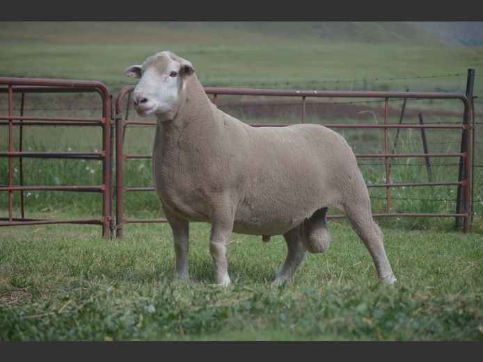 T 240335 | TWEE BROERS DORMER STOET