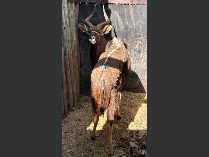 Nyala Bul