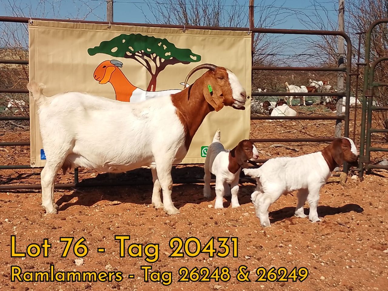 images