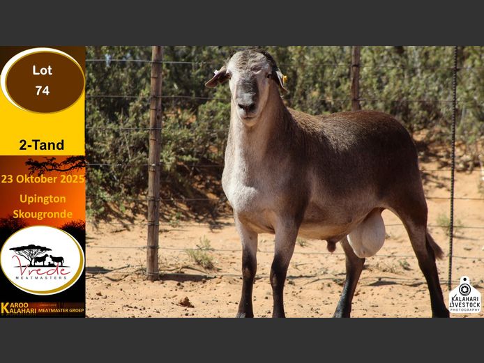 PS 74 | Peter & Christia Scholtz - Vrede Meatmasters