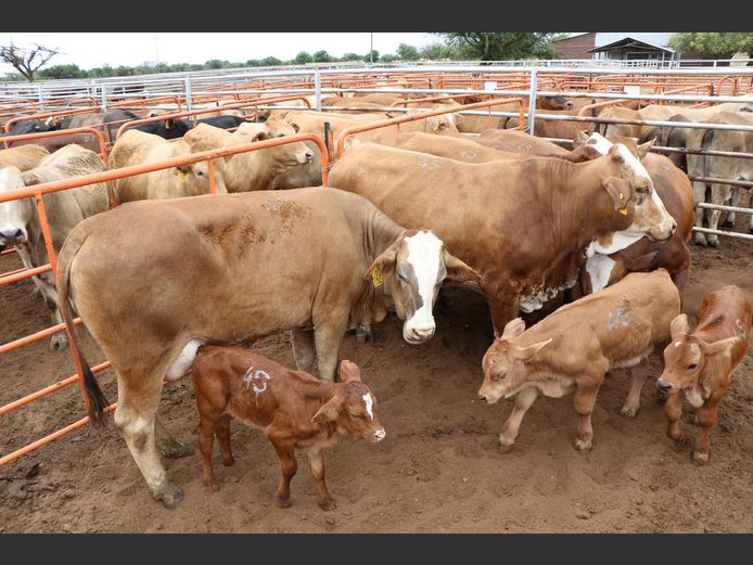 Commercial Animals | JP du Preez