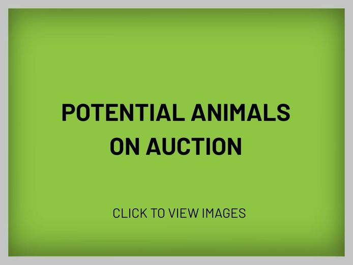 Potential Animals On Auction