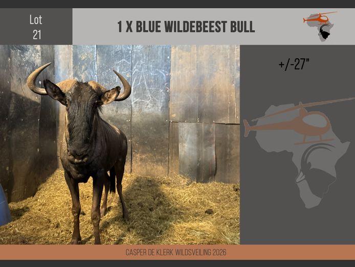 Blue Wildebeest (+- 27") 