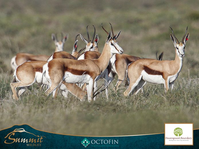 10"+ SPRINGBOK EWES RW 17 5/8" "V MAX"