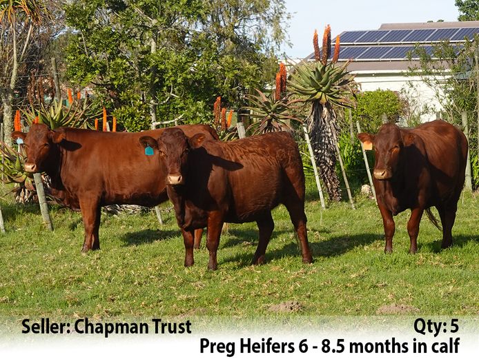 Commercial Animals | Chapman Trust