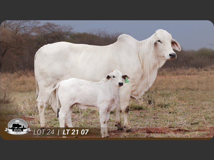 LT217 | TAMBOTIE BRAHMANE PTY LTD