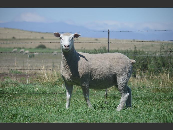 T 230124 | TWEE BROERS DORMER STOET