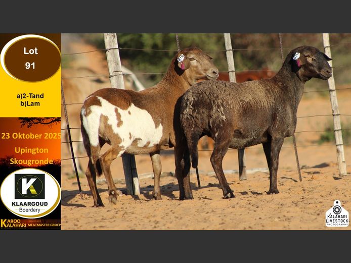 CP 91B | Chris Potgieter & Christia Scholtz - Klaargoud Boerdery