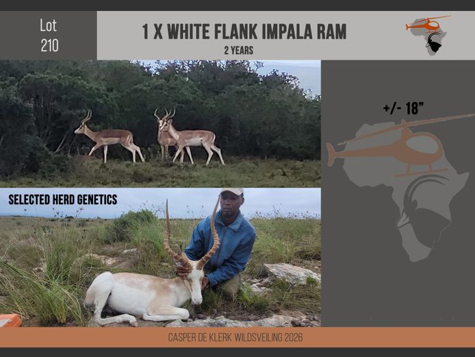 White Flank Impala (+-18")