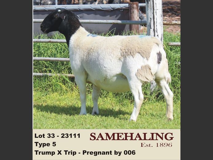 23111-330  | SAMEHALING DORPERS