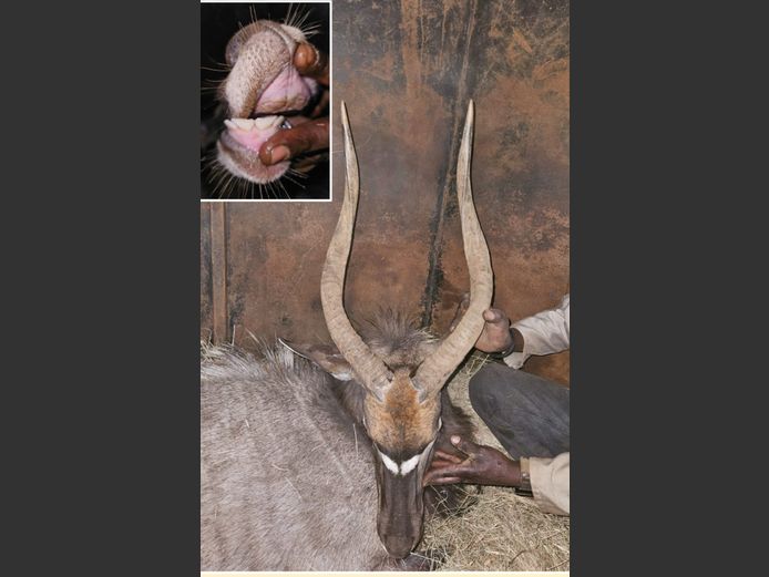 NYALA