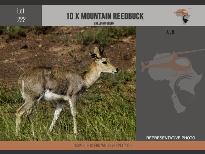 Mountain Reedbuck