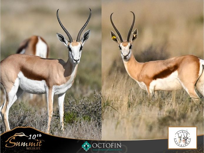 14"+ Springbok Ewes running with 20"+ Rams