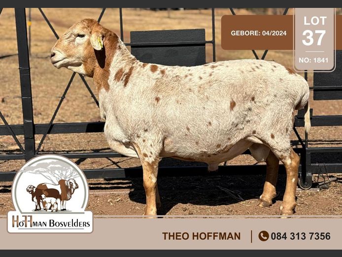 1841 | HOFFMAN BOSVELDERS