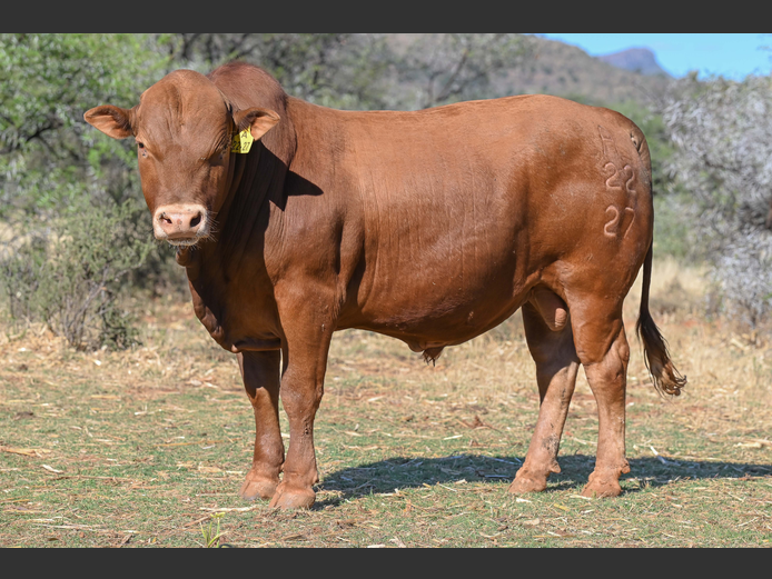 A220027 | ACACIA MOUNTAIN TULIS