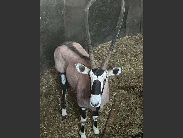Gemsbok Bulls | Casper De Klerk Wilddienste
