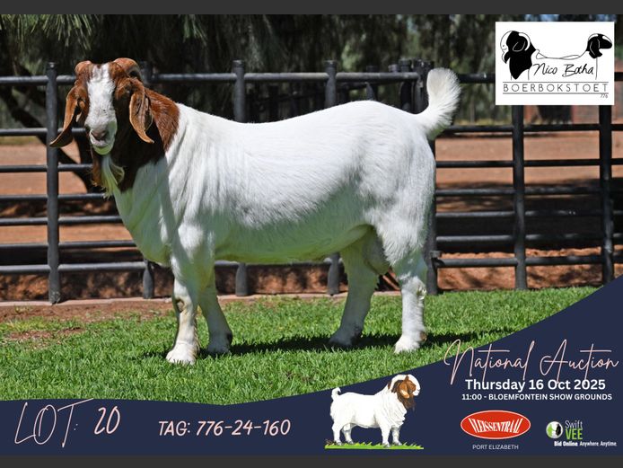 776-24-160 | Casper Byleveld (Nico Botha Boerbokstoet)
