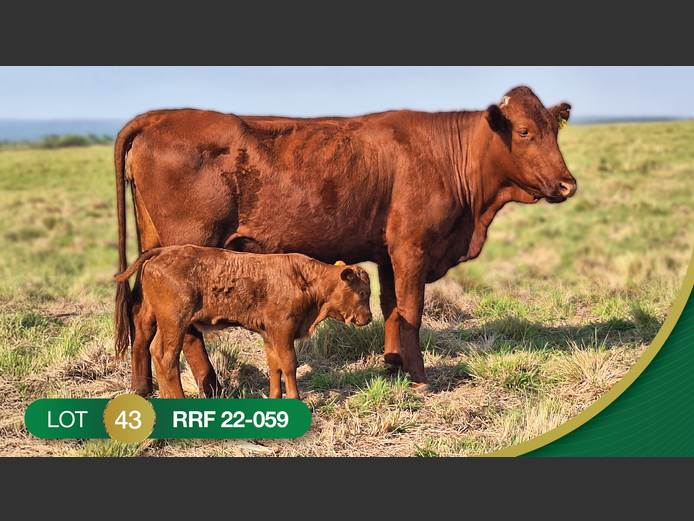 RRF220059 | CULMPINE BONSMARAS