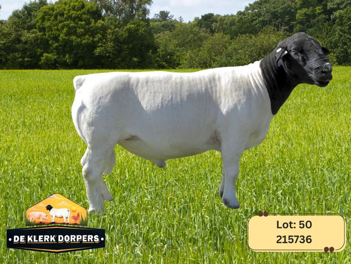 215736 | DE KLERK DORPERS