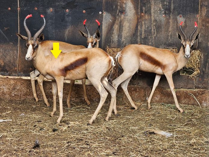 COPPER SPRINGBUCK | LITTLE HUT TRUST