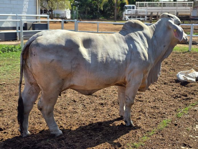 R101722 | R10 BRAHMANS