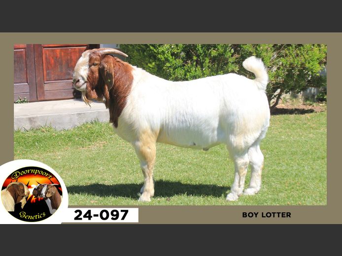 24-097  |  Boy Lotter