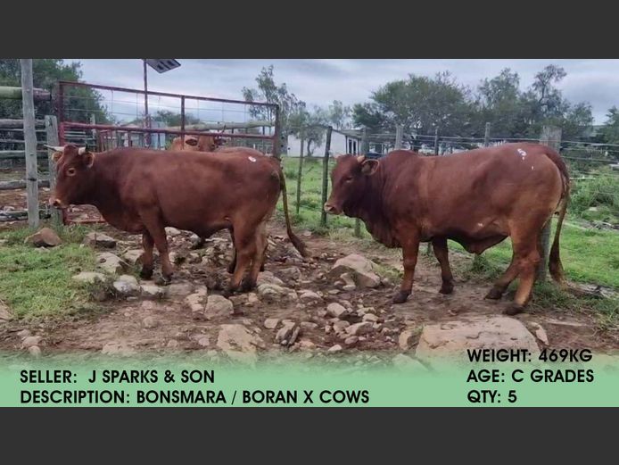 Cows | J Sparks & Son