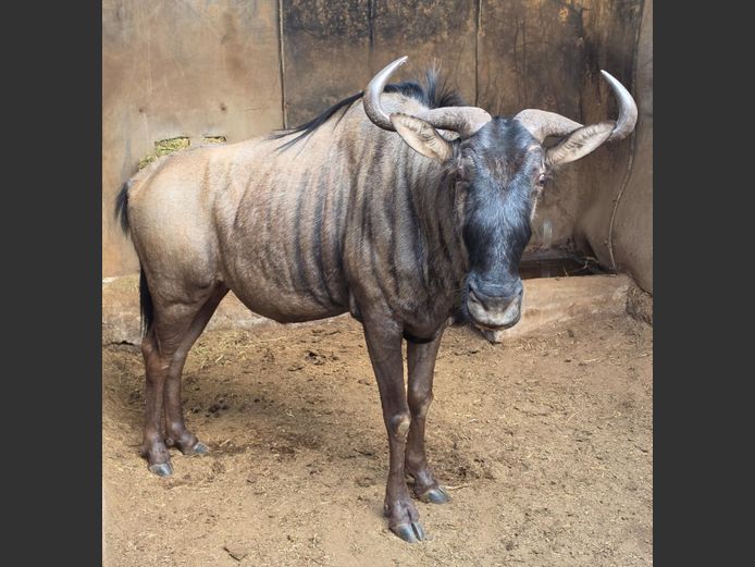 BLOUWILDEBEES | IMPISI SAFARIS