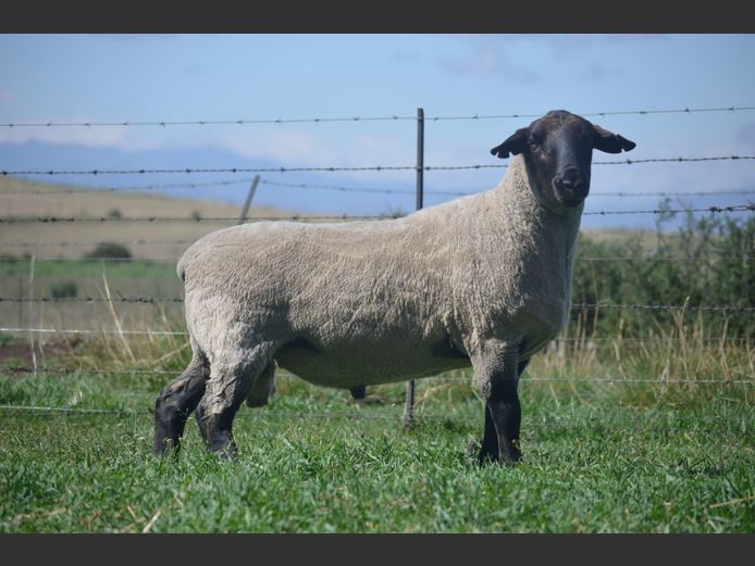 301 240234 | TWEESEUNS