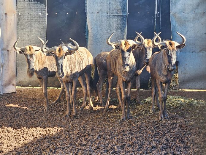 BLUE WILDEBEEST | SAVANNAH