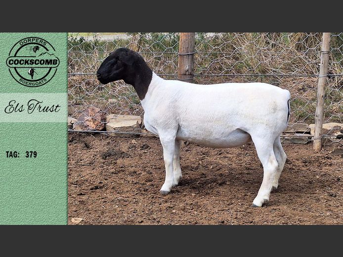 24-379  |  Els Trust