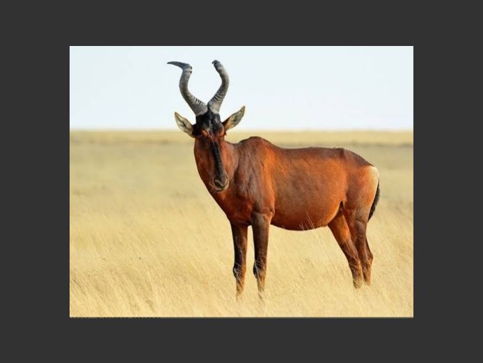 Red Hartebeest Bulls | Inyathi