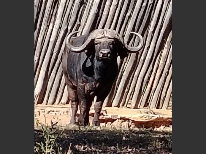 BUFFALO 42” | ENTABENI