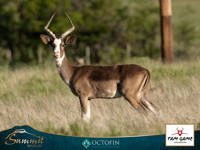 BLACK IMPALA EWES ILT DAPPLE RAM "OREO"
