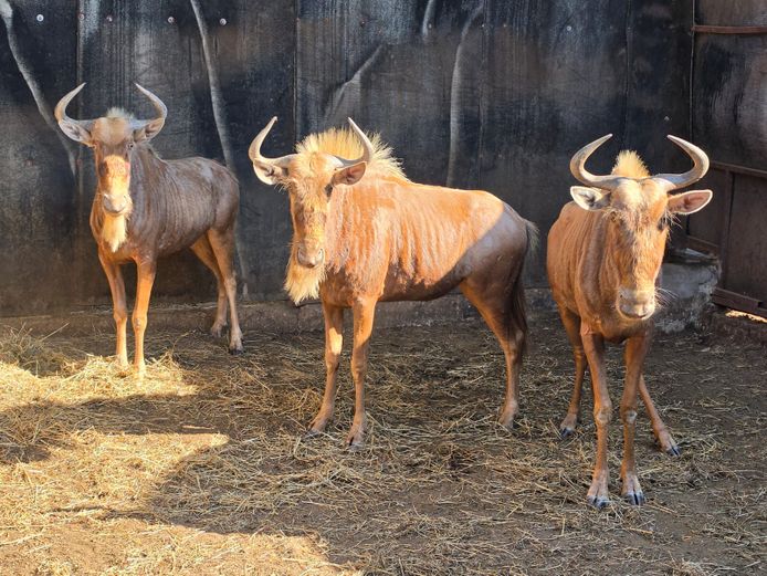 GOUE WILDEBEES (no vat) | IMBABALA