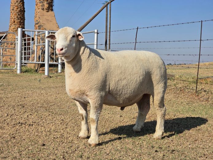 MK240001 | M. KLOPPER