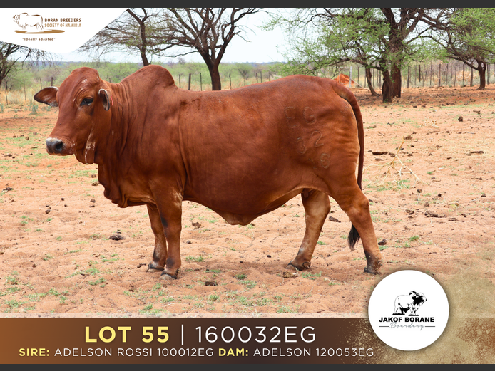 16-0032EG | JAKOF BORANE