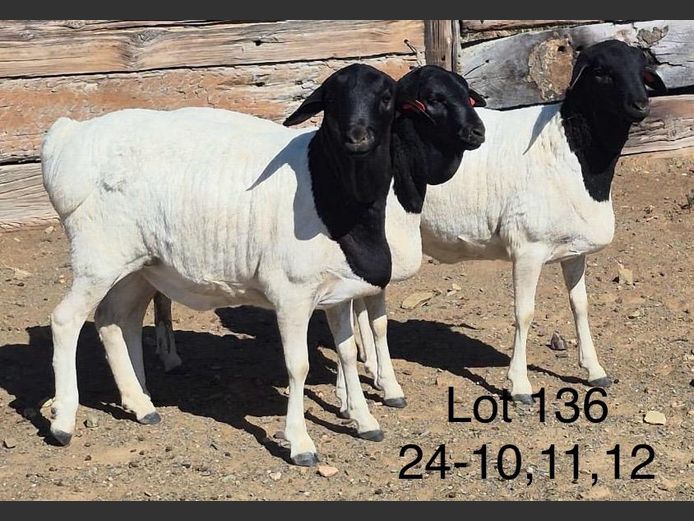 24-012 | DIRK LOTTER