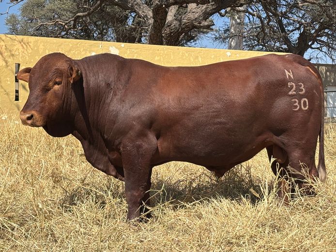 23-0030N | OAS BEEFMASTERS