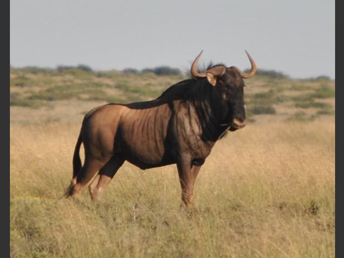 Blouwildebees | Hennie Grobbelaar