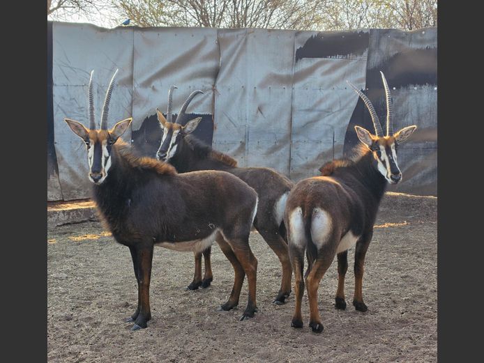 SABLE | RENOSTERFONTEIN
BOERDERY