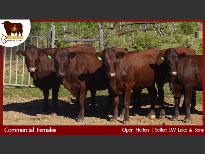 Commercial Animals | L W Lake & Son