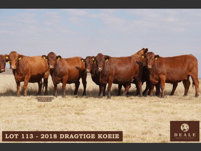 Dragtige Koeie