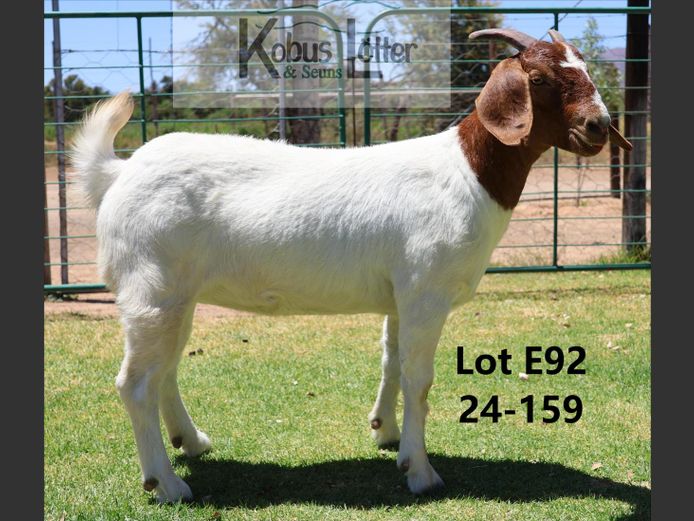 24159 | DuPreezkraal