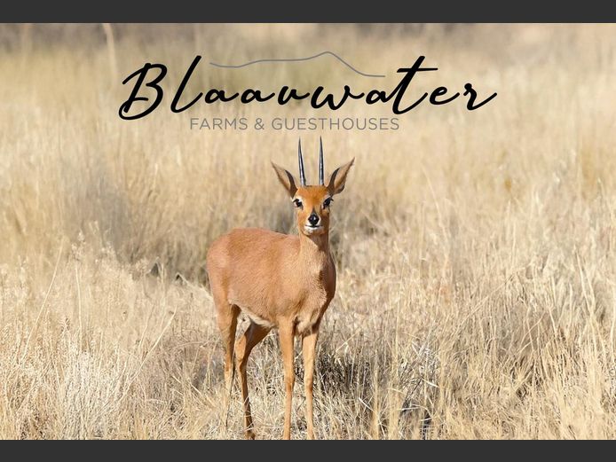 Trophy Hunt for a Steenbuck and 1 nights accommoodation. 2026 Hunting season | Blaauwater Farms