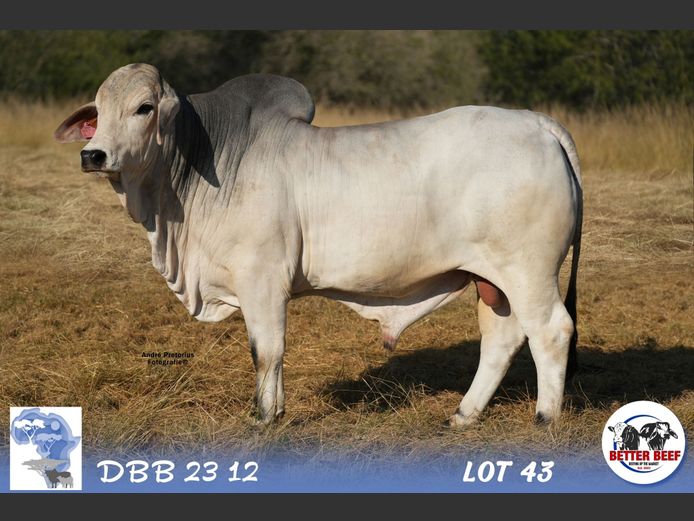 DBB2312 | DENT PM