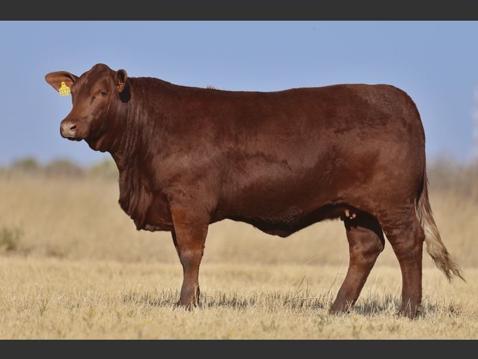 VV  230172 | T. DE JAGER