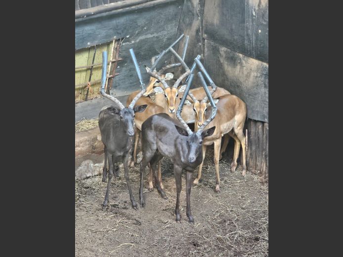 BLACK IMPALA | NYANE GAME