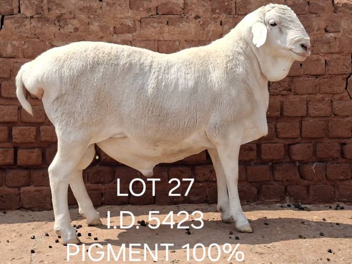 5423 | FRANCOIS VAN RENSBURG