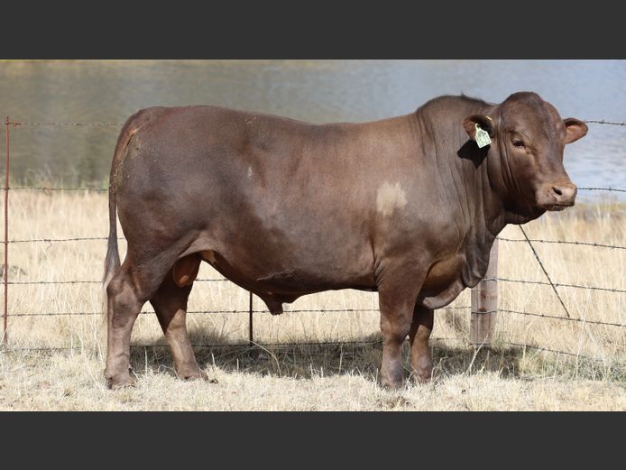 HBH 230023 | CLARK CATTLE COMPANY PTY LTD